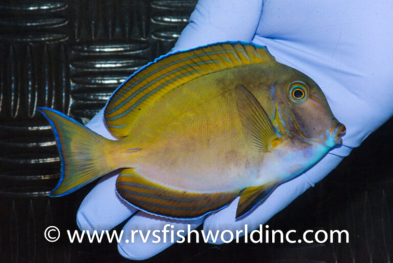 RVS Fishworld Stumps Us With a Wild Acanthurus Surgeonfish Hybrid ...