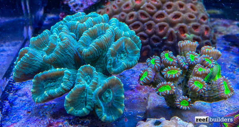 Astraeosmilia is a new Genus that Splits up the Candy Corals