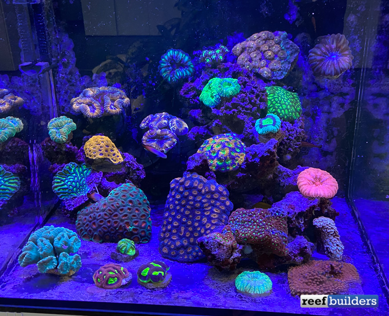 Maxspect Jump L-165 LED Strikes a Balance of Features, Power, and Price  Reef Builders The Reef and Saltwater Aquarium Blog