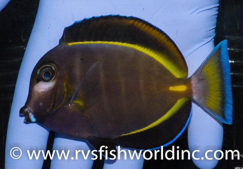 powder brown tang