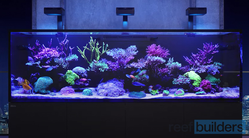 How it's made: Reef Aquariums, Reef Builders