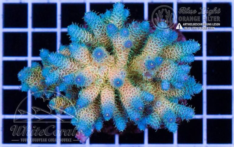 Falling in Love With This Blue-tip Yellow Acropora millepora | Reef ...