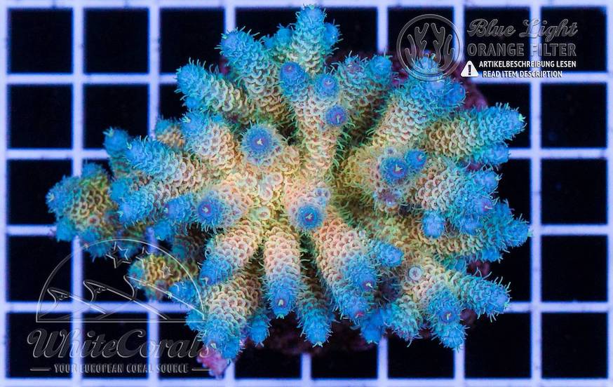 Reef tank maintenance tips - helping you succeed with Acropora | Reef ...