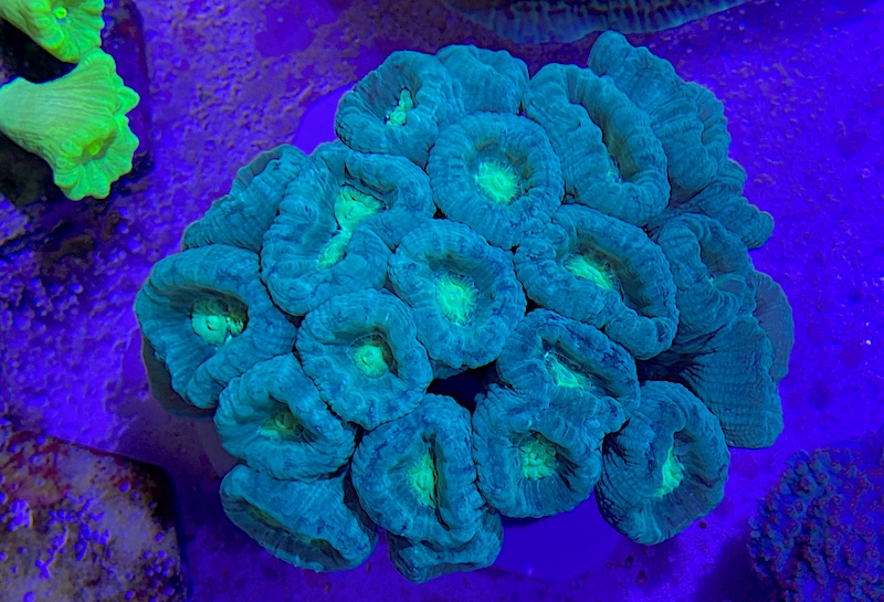 Two Tone Green Candy Coral Added to Our Collection | Reef Builders