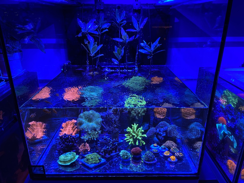 Kessil A500X LED Review Changing our Mind About Point Source Lighting  Reef Builders The Reef and Saltwater Aquarium Blog