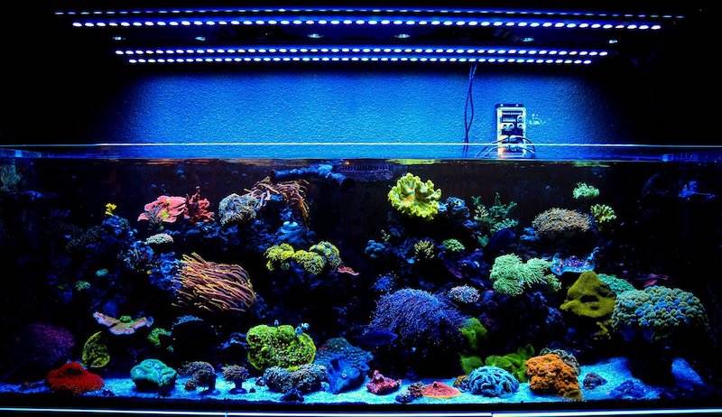 Zachtmoedigheid erven Industrieel Nicobar LED Strip Light, Finally a Worthy NEW Supplemental LED Bar | Reef  Builders | The Reef and Saltwater Aquarium Blog