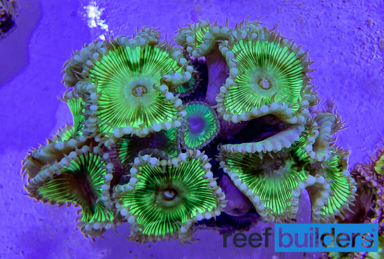 Palythoa grandis - Sun Polyps are Our Favorite Zoanthids! | Reef ...