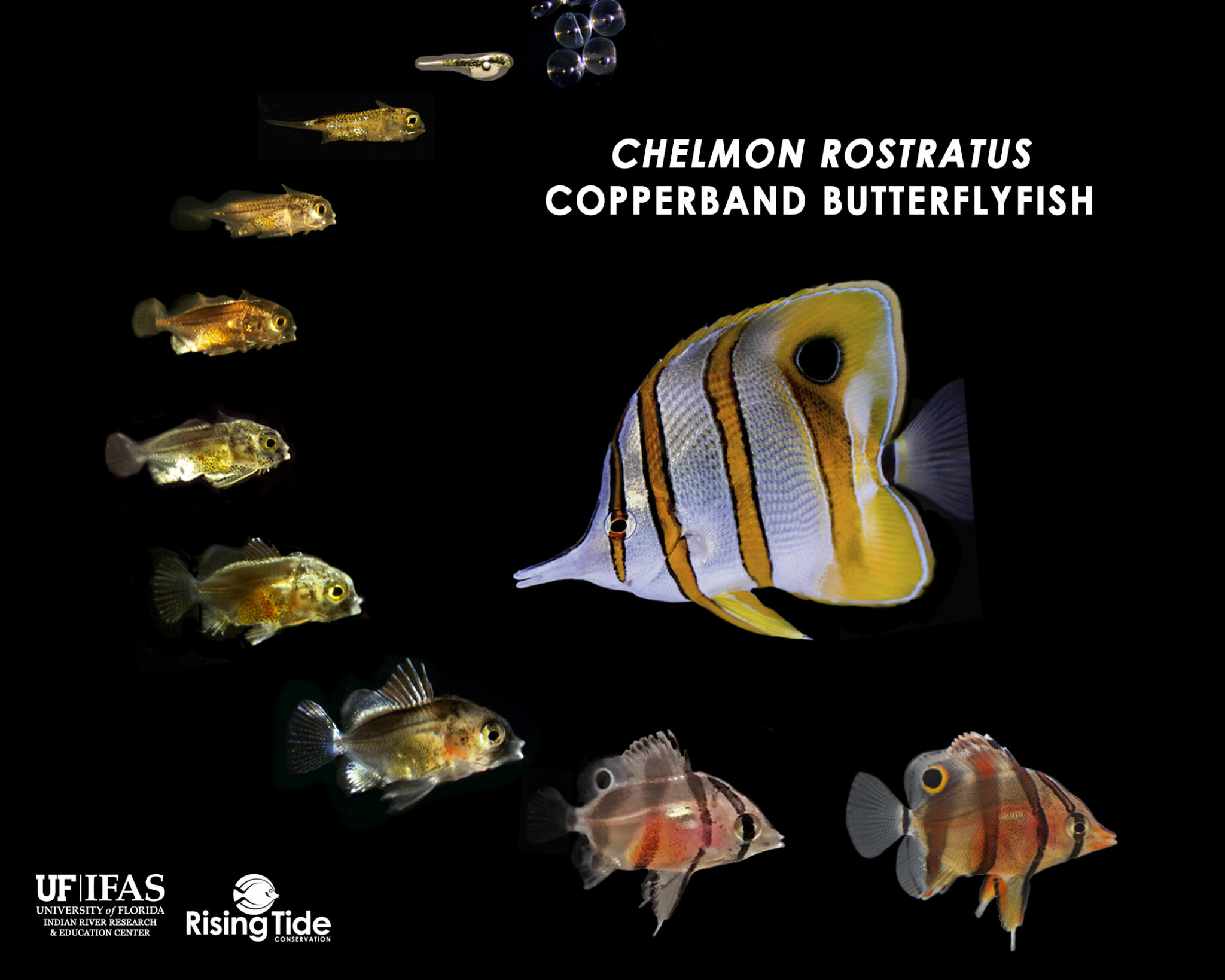 Copperband Butterflyfish Successfully Captive Bred by Rising Tide Reef Builders The Reef and