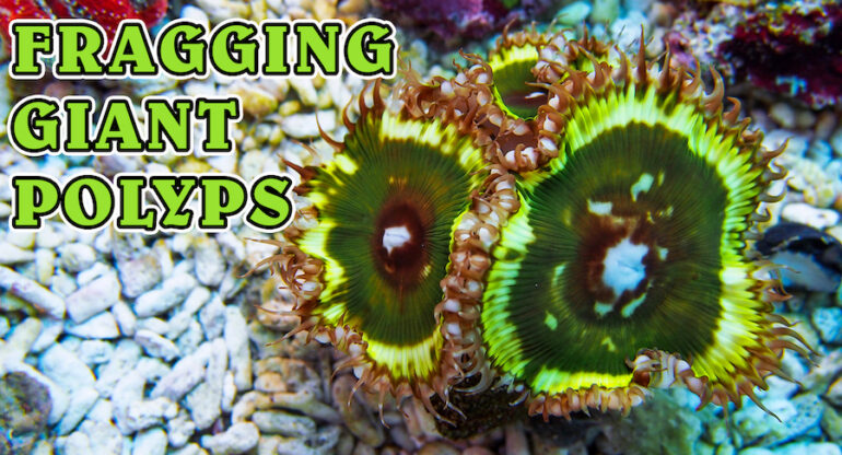 Fragging Sun Polyps and Sniping Aiptasia [Video] | Reef Builders | The ...