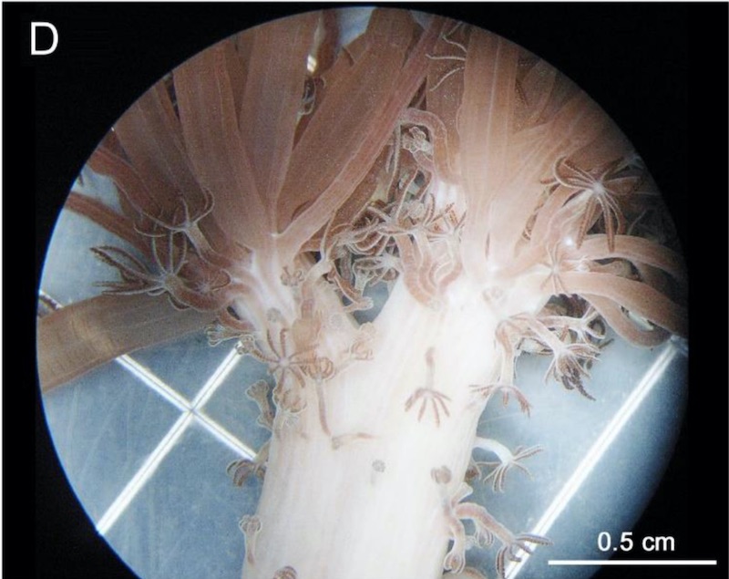 unomia-stolonifera-polyps.jpg