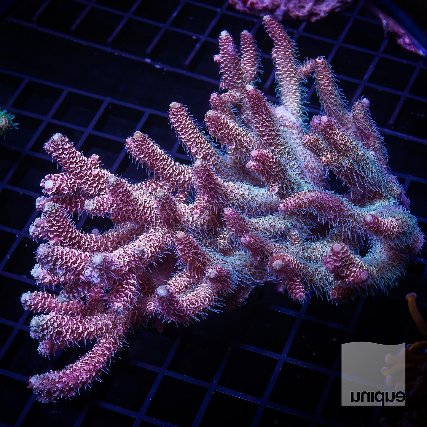 Purple Staghorn coral is one of the species of coral that you'll regularly  see at most of our snorkel sites on the reef. One of the fast