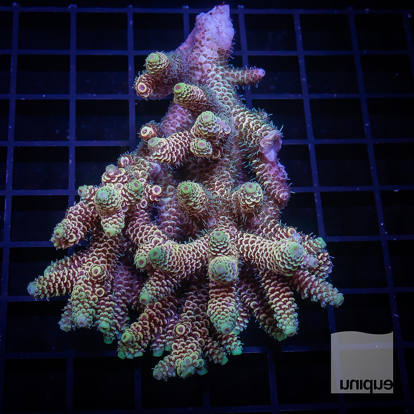 Acropora russelli, the Ultimate LOW Light, Deep Water Plating Acro, Reef  Builders