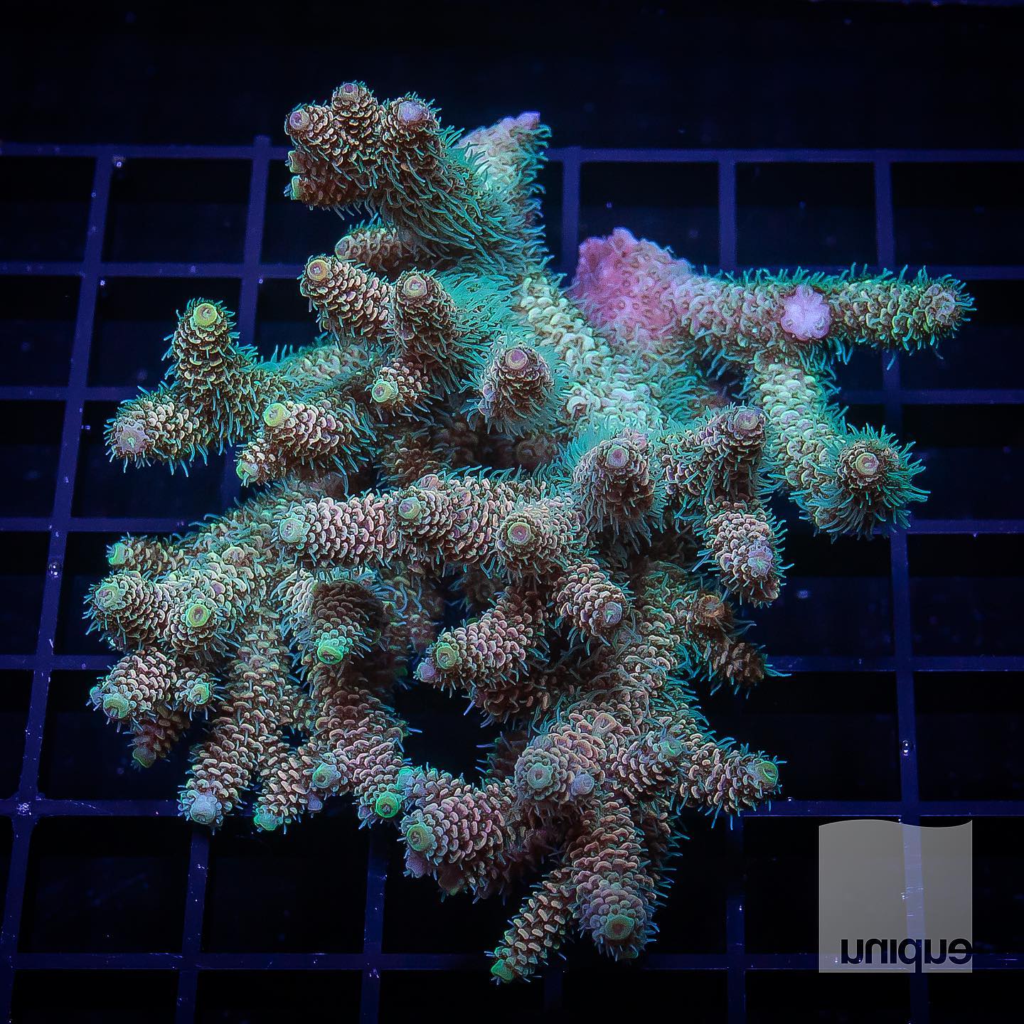 ORA Joe the Coral Acropora - (WYSIWYG)