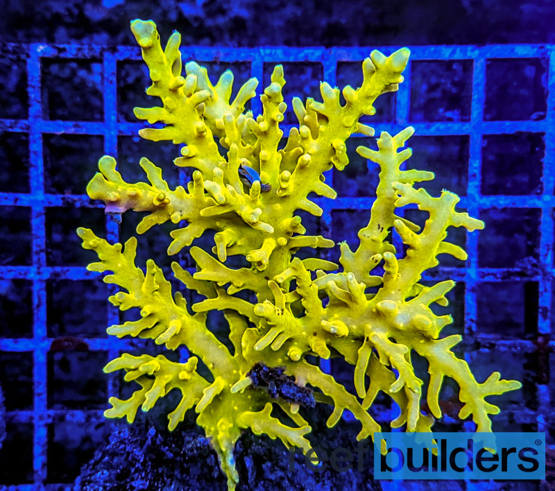 The Transformation of the Shining Dragon Acropora | Reef Builders | The ...