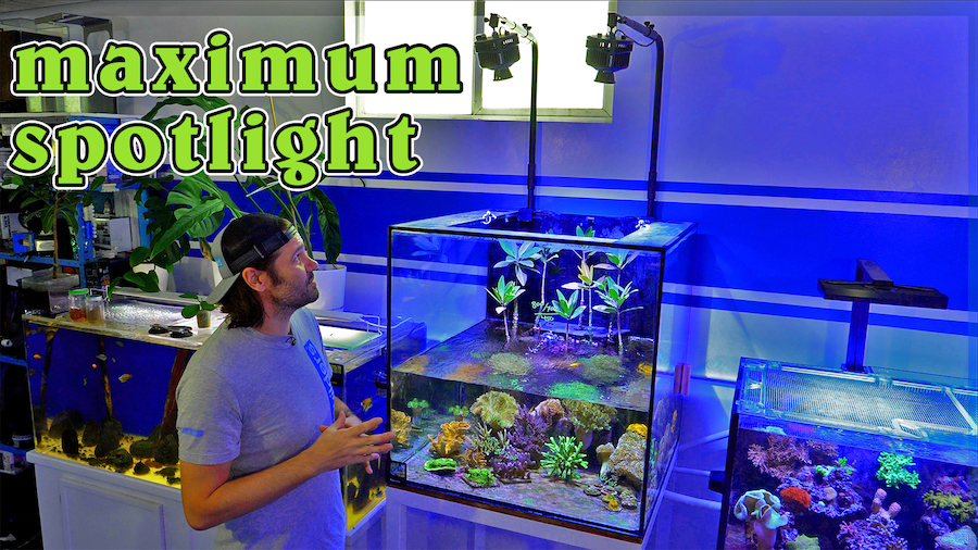 How to Really Take Advantage of the New Kessil A500X LED Spotlight ...