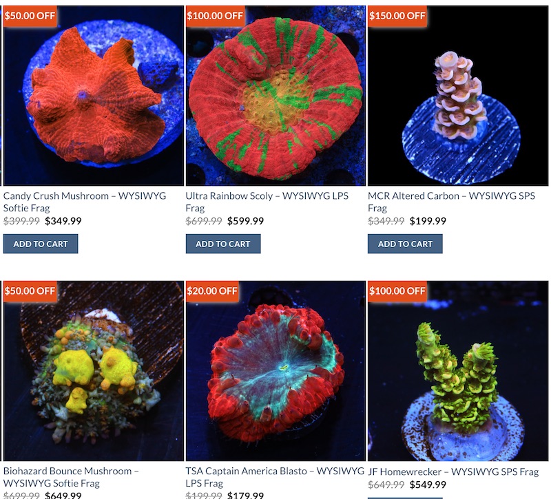 How Top Shelf Grows Their Corals [Video] | Reef Builders | Reef and Aquarium Blog