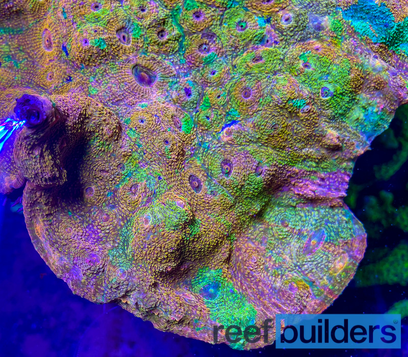 Oregon Mummy Eye Chalice Forgot What Color It’s Supposed to Be | Reef ...