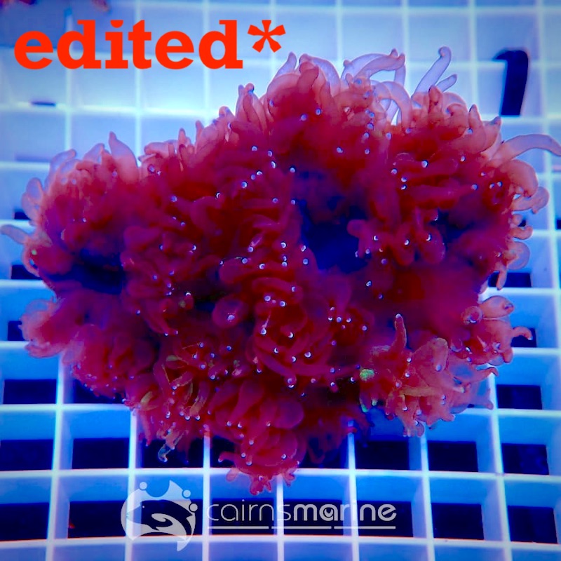 Is This The First Solid RED Elegance Coral? | Reef Builders | The