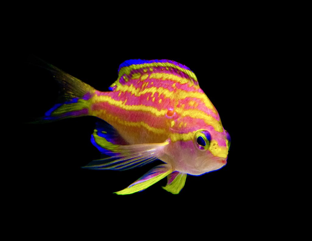 First Ever Tosanoides flavofasciatus for Sale in the . | Reef Builders |  The Reef and Saltwater Aquarium Blog