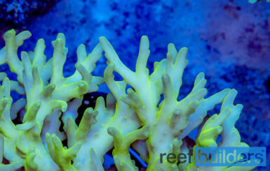 Acropora caroliniana, the Naked Yellow Acro | Reef Builders | The Reef