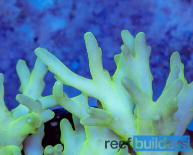 Acropora caroliniana, the Naked Yellow Acro | Reef Builders | The Reef