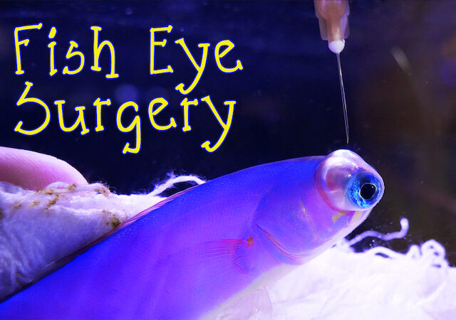 fish eye disease