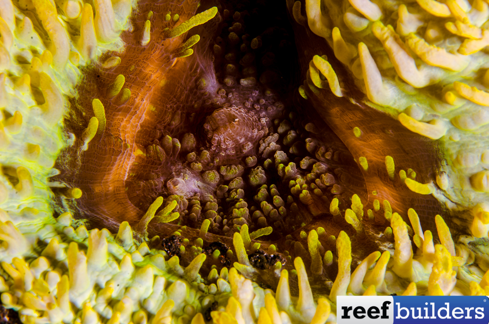 This is why Lobophyllia flabelliformis is Called 'Carpet Lobo', Reef  Builders