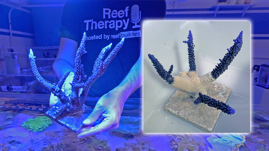thumb-coral-grafting.jpg