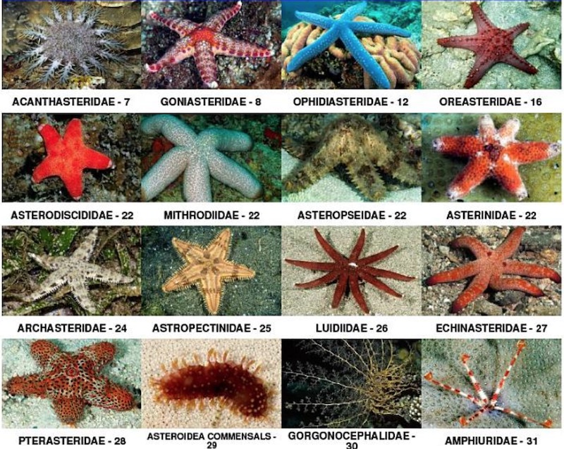 Asterina Star Fish