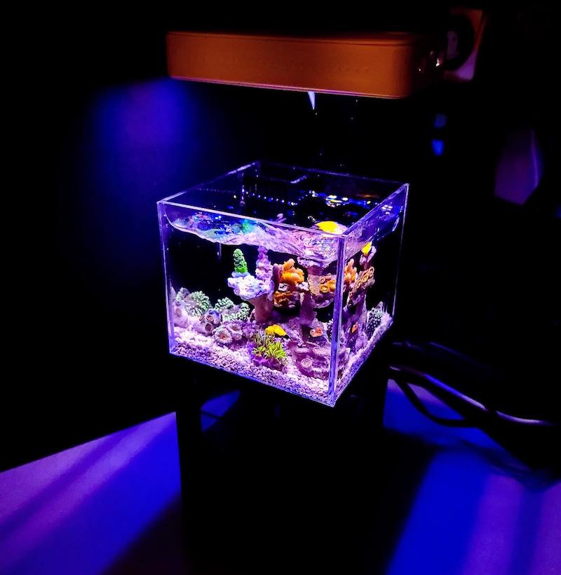 Mini Reef Ready Tank from PNW Customs is Peak Pico | Reef Builders ...