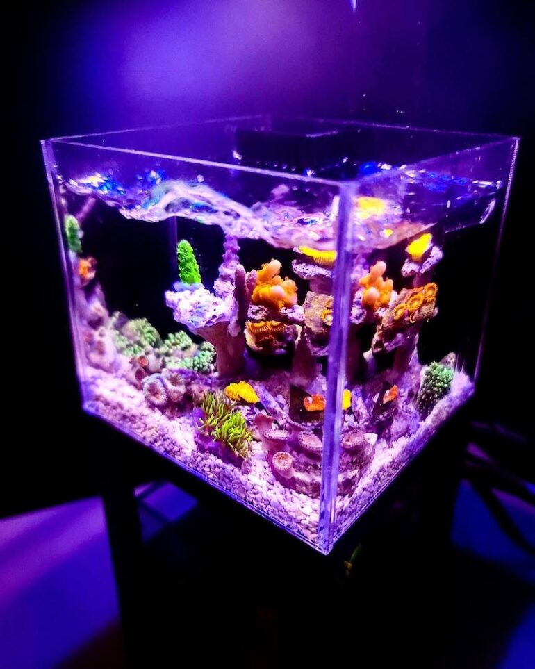 Mini Reef Ready Tank from PNW Customs is Peak Pico | Reef Builders ...