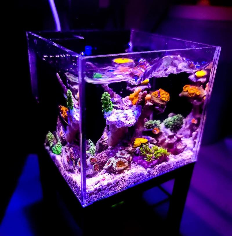 Mini saltwater hot sale aquarium