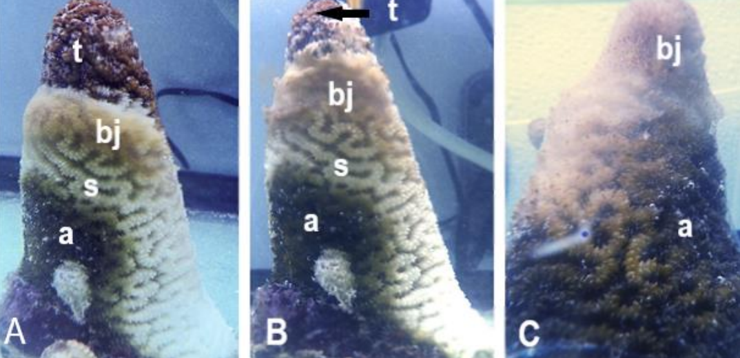 Dendrogyra cylindricus fragments infected with Brown Jelly Syndrome