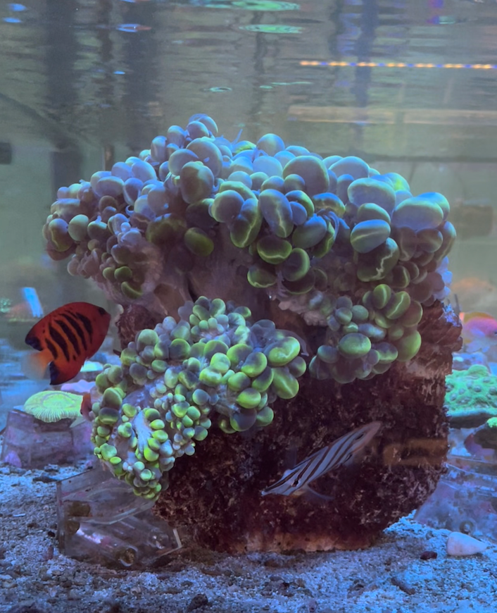 24 year old bubble coral with Flame angelfish and Copperband Butterflyfish