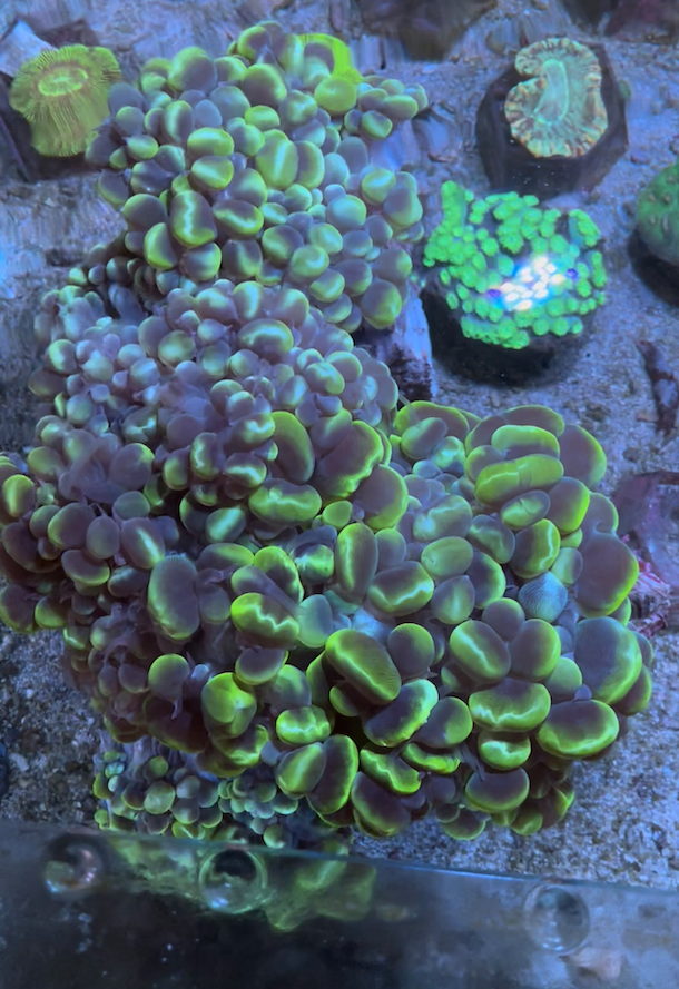 24 year old Bubble coral top down