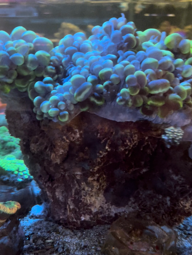 side view of Bubble coral colony skeleton