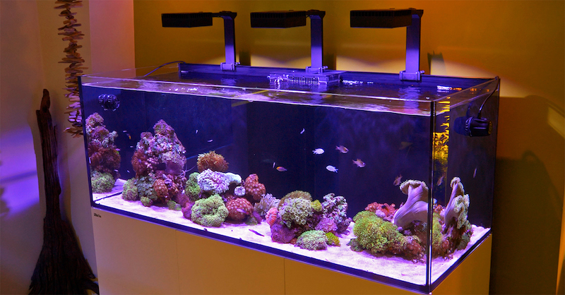 Serene 'Softscape' Reef Aquarium by Aquarium Design Group, Reef Builders