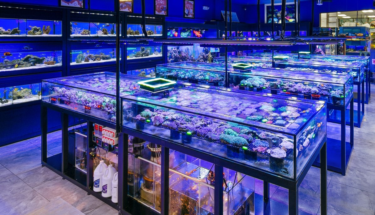 Marine Aquarium Trade worth $2.15bn, Study Shows, Reef Builders