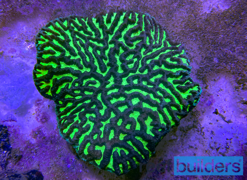 Closed Brain Coral