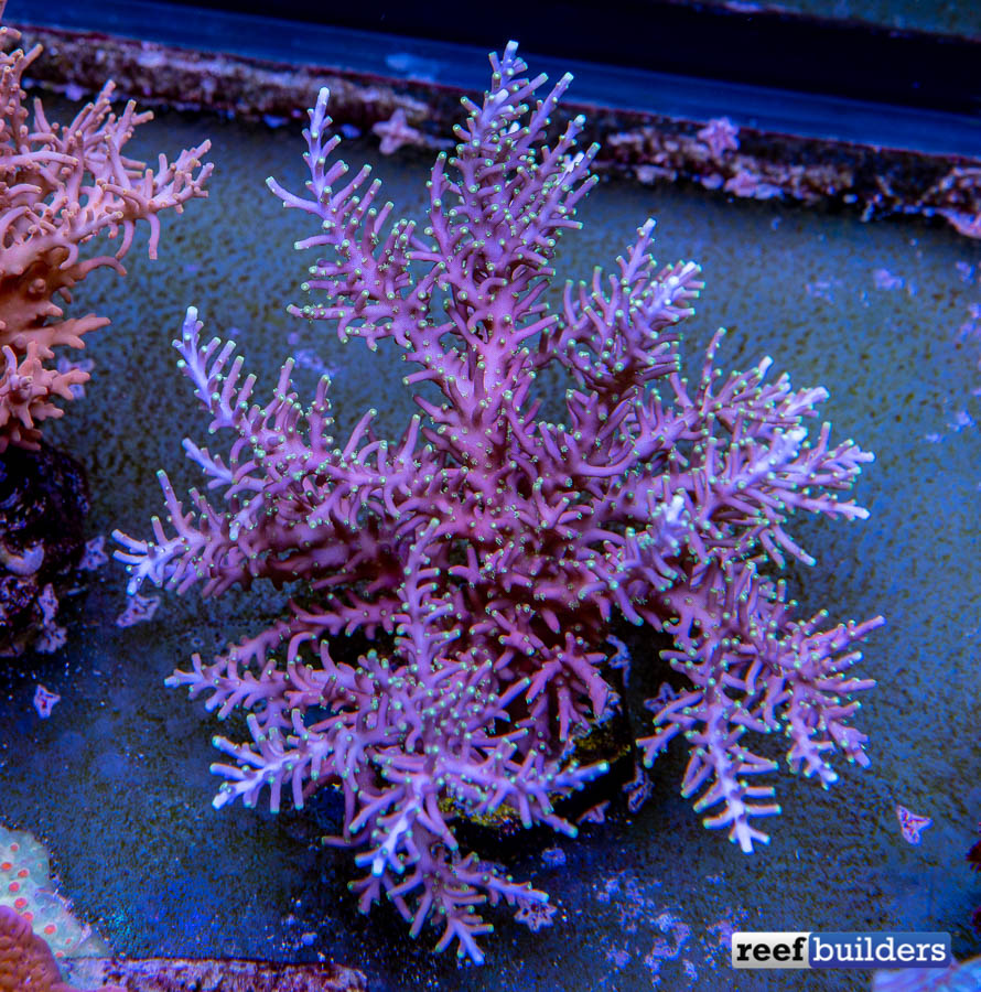 WYSIWYG: Maricultured Ultra Acropora sp. Coral (Acropora divaricata) Price  Per Colony – Advanced Aquatic Ecosystems, LLC.