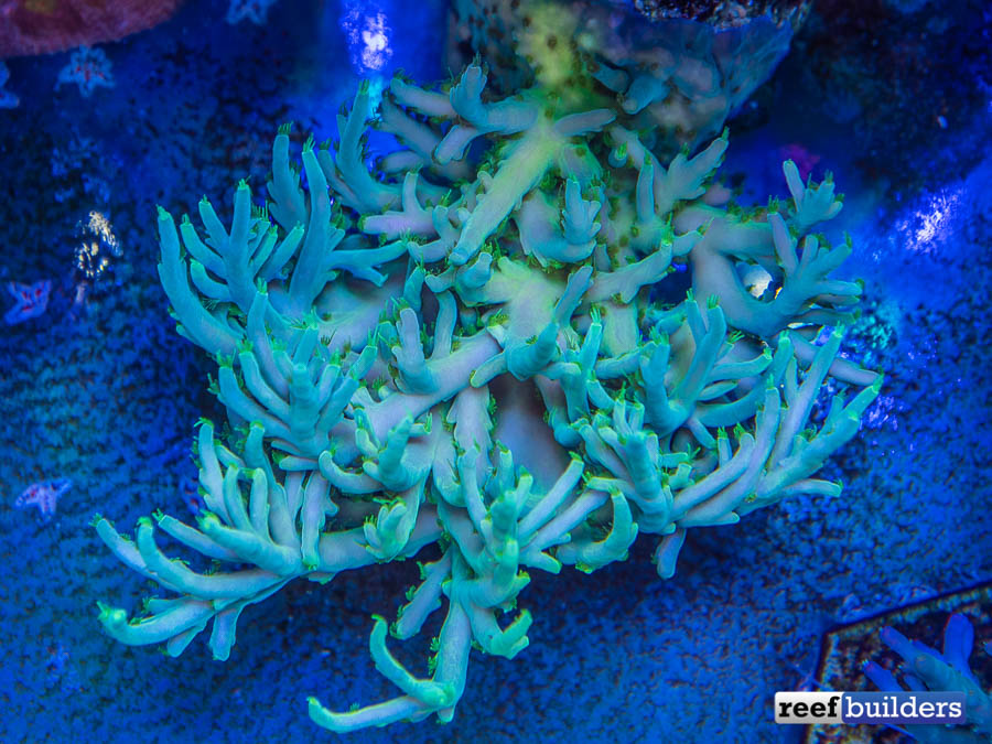 Acropora russelli, the Ultimate LOW Light, Deep Water Plating Acro, Reef  Builders