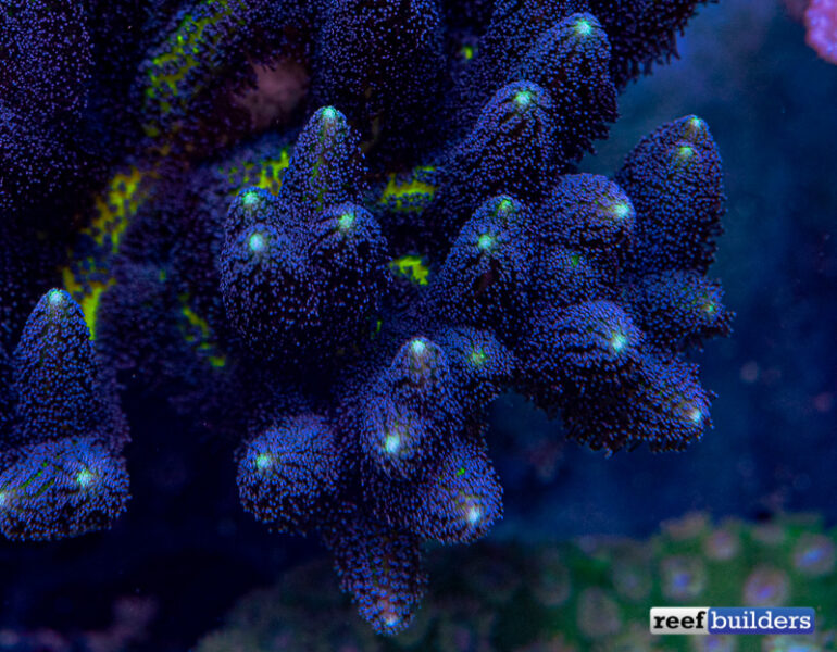 Hybrid Birdnest Coral ‘Review’ : Lazy’s Blue Zing | Reef Builders | The ...