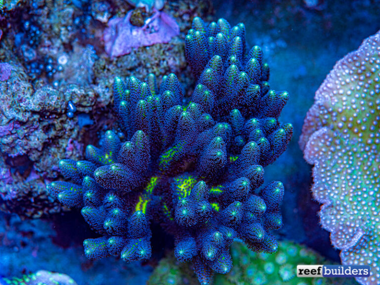 Hybrid Birdnest Coral ‘Review’ : Lazy’s Blue Zing | Reef Builders | The ...