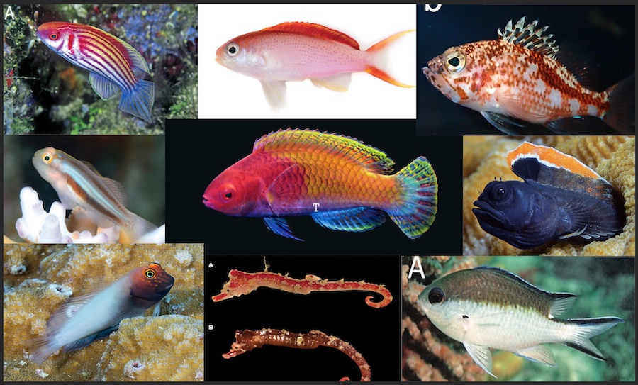 Forbedre chef Stilk Top 10 New Fish Species of 2021 | Reef Builders | The Reef and Saltwater  Aquarium Blog