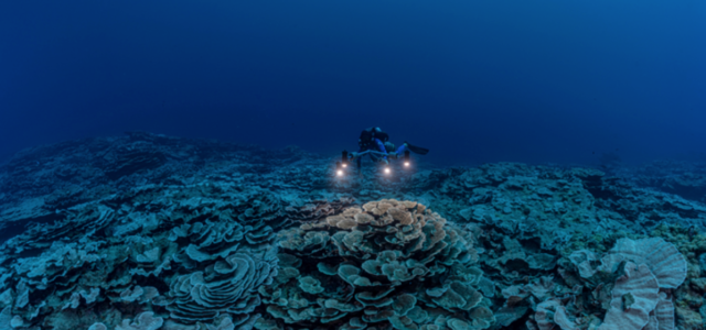 New discovered Twilight Zone Reef, Tahiti