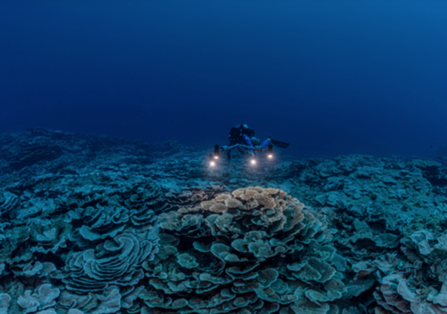 New discovered Twilight Zone Reef, Tahiti