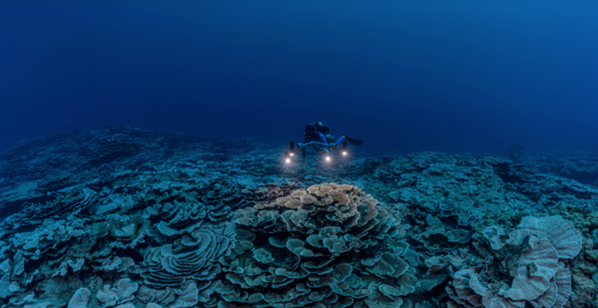 New discovered Twilight Zone Reef, Tahiti