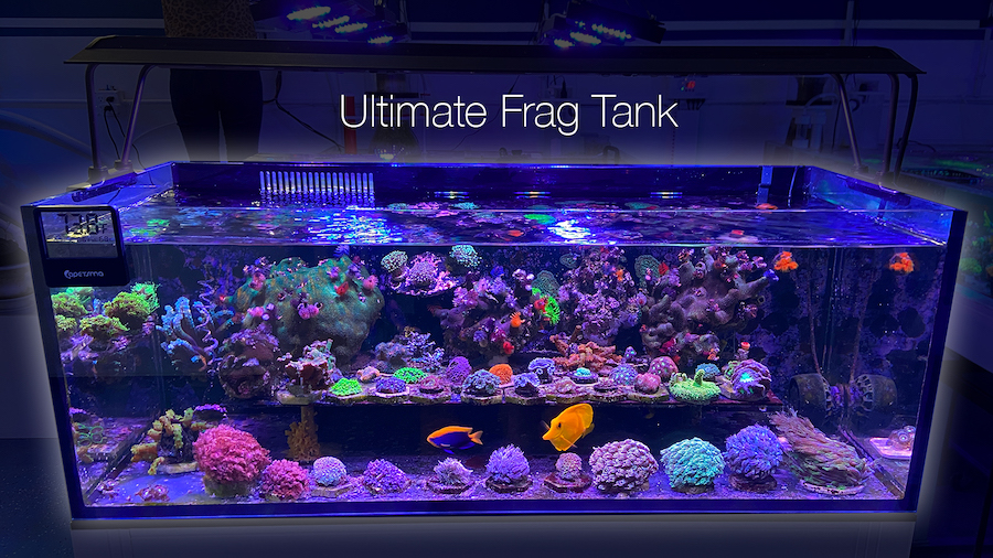 Touring Our Ultimate Frag Tank [Video] | Reef Builders | The Reef and Saltwater Aquarium Blog