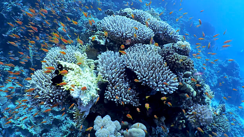 Prelude sjældenhed Alexander Graham Bell Red Sea Reefs Set the Bar for Peak Stony Coral Growth | Reef Builders | The  Reef and Saltwater Aquarium Blog