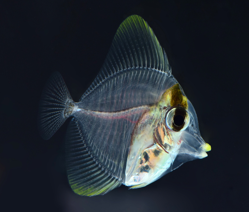 Yellow Tang, Candy Basslet, and Pygmy Angelfish Being Farmed in Japan, Reef Builders
